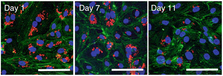 Immuno-suppressive