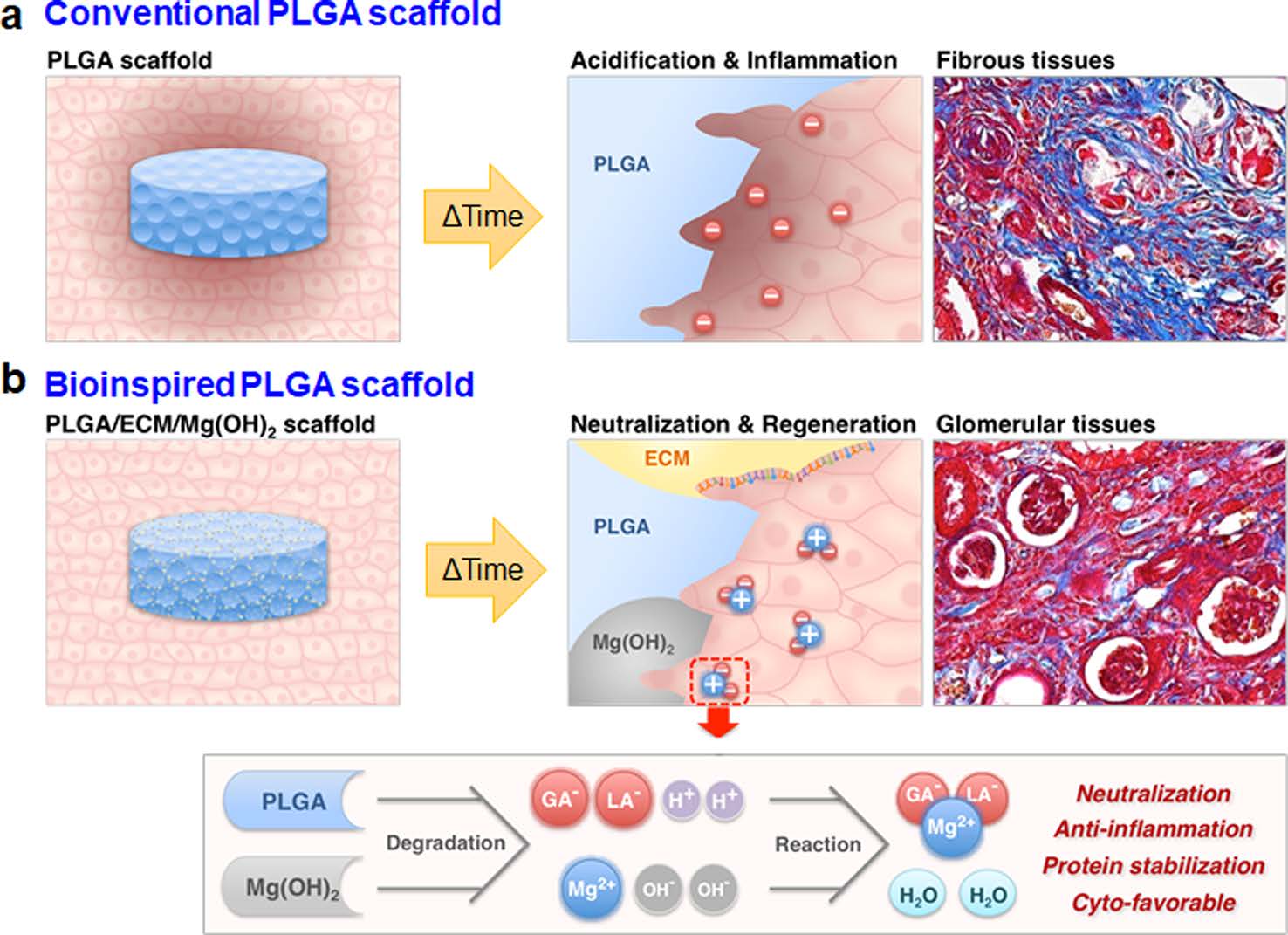 bioinspired scaffold