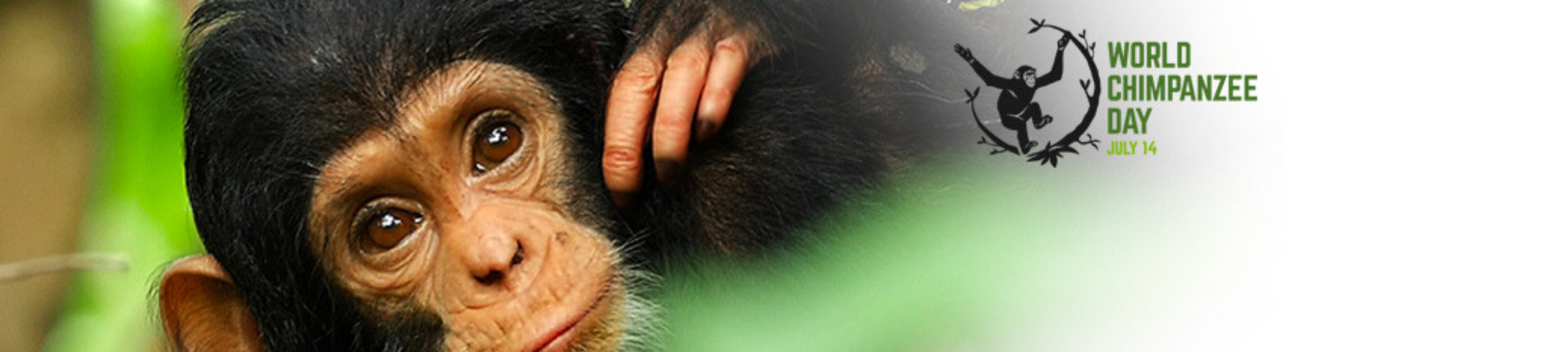 World Chimpanzee Day 2019 Core banner