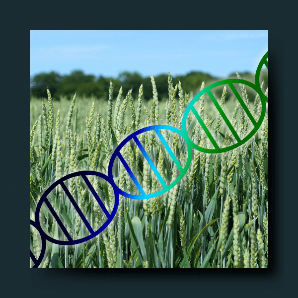 Plant genome sequence assembly in the era of long reads: Progress, challenges and future directions