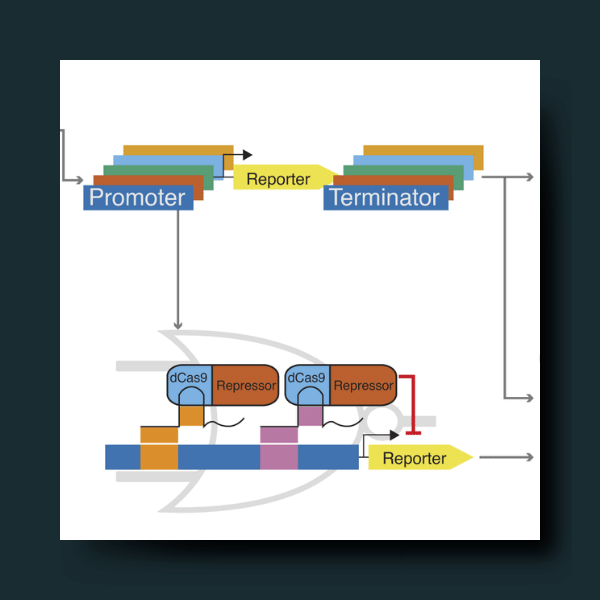 Building a pipeline to identify and engineer constitutive and repressible promoters