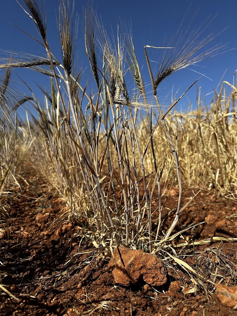 Conservation and use of dryland