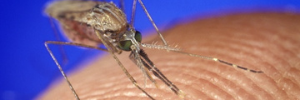 World Malaria Day 2021