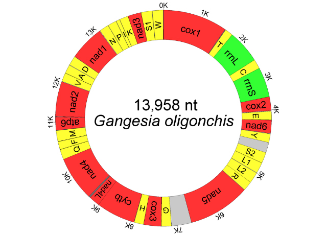 Helminth genomics and mitogenomics