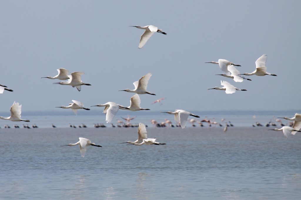 Migratory flyways and connectivity