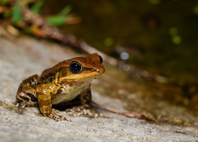 Jumping worms: parasite diversity in amphibians