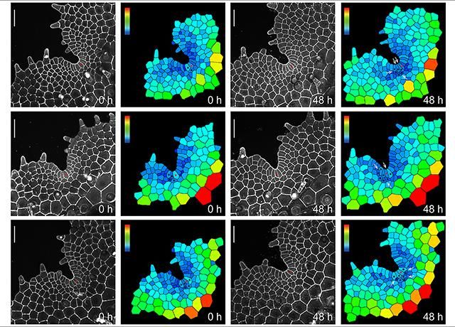 Quantitative Imaging Collection