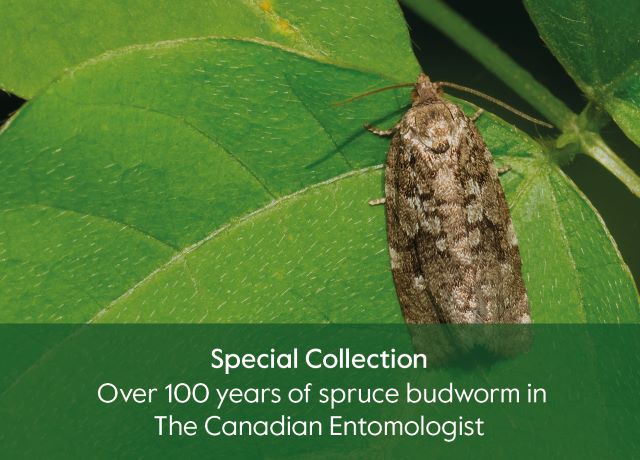 Special Collection – Over 100 years of spruce budworm in The Canadian Entomologist